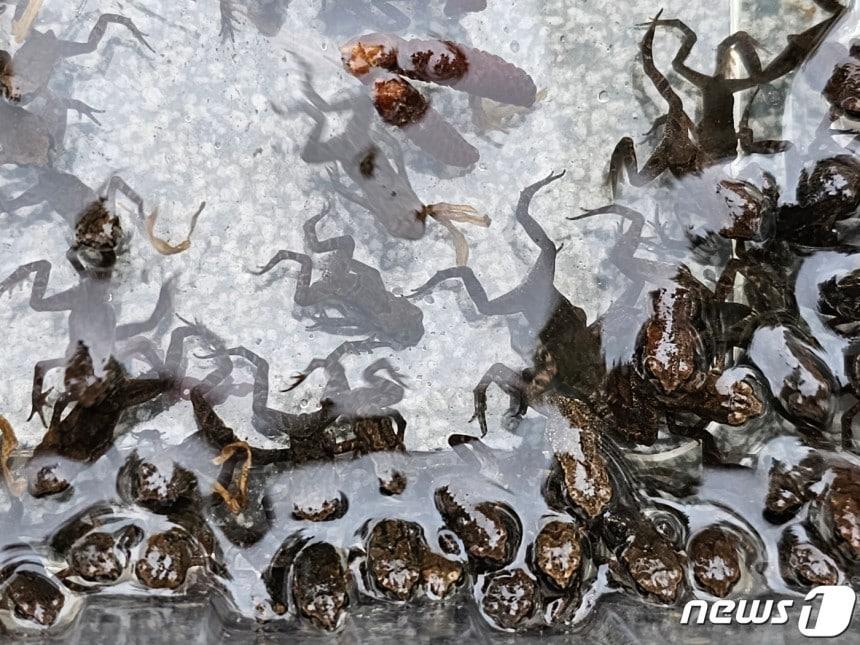 본문 이미지 - 울산 장현저류지에서 태어난 새끼 두꺼비들이 황방산으로 무리지어 이동하는 모습. (울산 중구 제공. 재판매 및 DB 금지) /뉴스1