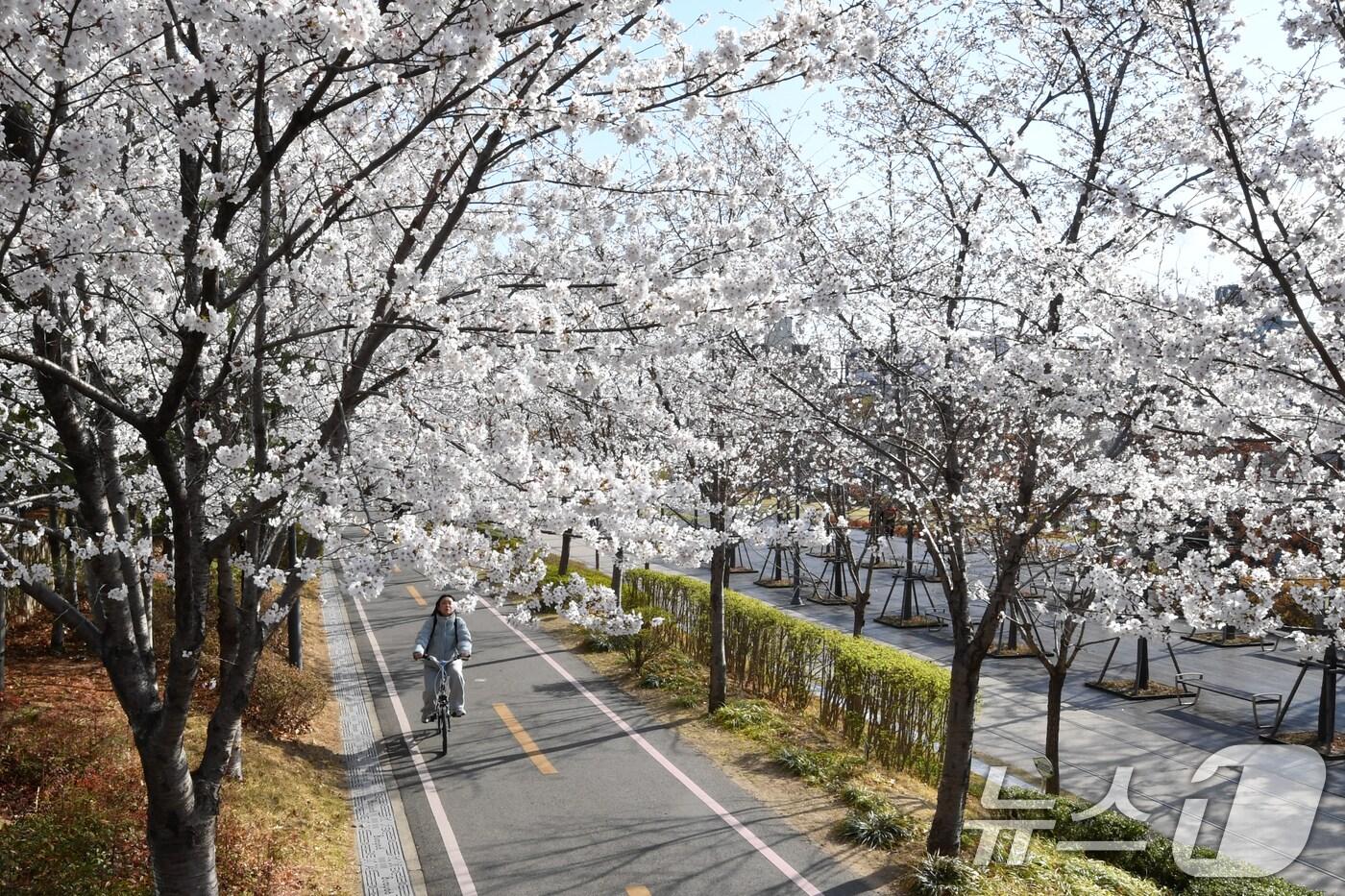 지난 2일 경북 포항시 남구 대잠동 철길숲에서 한 시민이 활짝 핀 벚꽃길을 따라 라이딩을 하고 있다. 2025.4.2/뉴스1 ⓒ News1 최창호 기자
