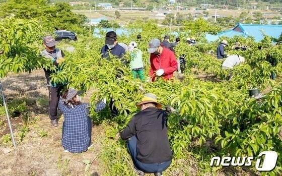 본문 이미지 -  2일 충북 음성군이 올해도 공공기관과 사회단체가 참여하는 농촌일손돕기를 한다고 밝혔다.&#40;자료사진&#41;/뉴스1