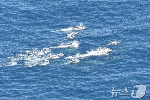 본문 이미지 - 항공기에서 촬영한 동해상의 큰머리돌고래 무리(수과원 제공.재판매 및 DB 금지)