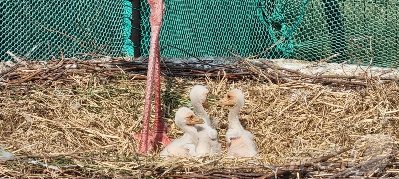 지난달 28일 김해 화포천습지 봉하뜰에서 부화한 황새 3마리 모습.&#40;김해시 제공. 재판매 및 DB금지&#41;