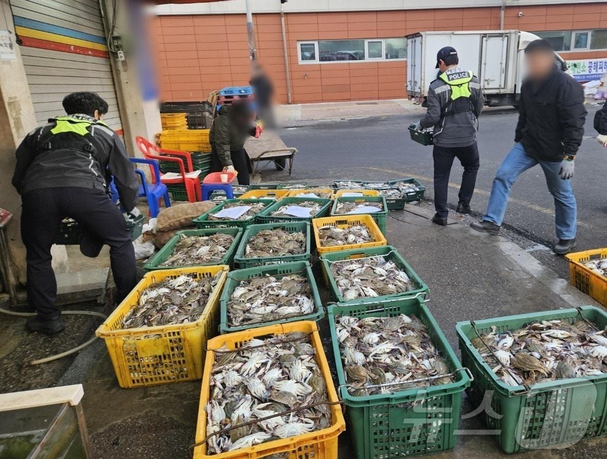본문 이미지 - 군산해경은 2일 오전 4시 50분께 체장 미달 꽃게 2250㎏를 판매하기 위해 보관·소지한 업체를 적발했다.(군산해경 제공. 재판매 및 DB금지)