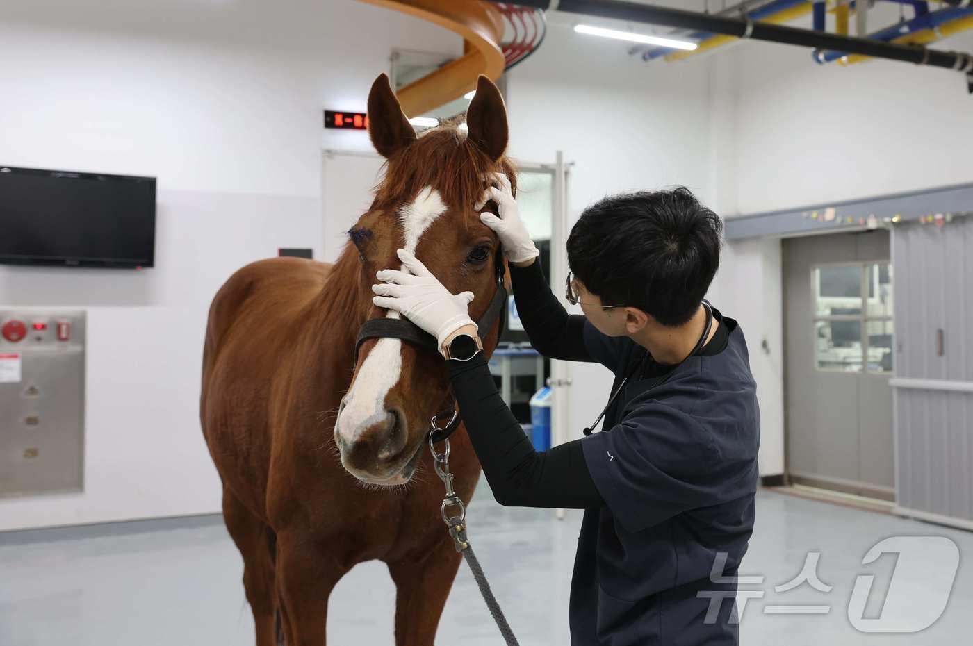 렛츠런파크 부산경남 수의사가 포나인즈를 살펴보고 있다.(렛츠런파크 부산경남 제공.재판매 및 DB 금지)