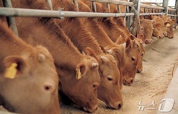 본문 이미지 - 소 자료사진(인천 강화군 제공,재판매 및 DB금지)
