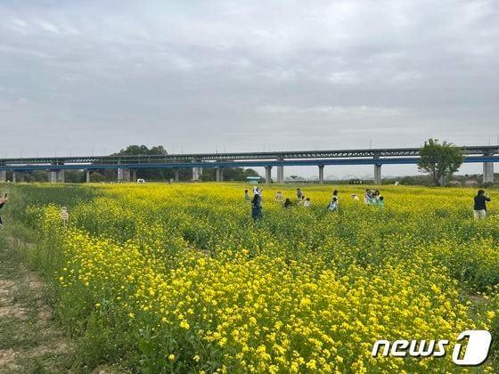 본문 이미지 -  충북 충주시 엄정면 목계나루에 유채꽃이 언제 활짝 필지 관심이다.(자료사진)/뉴스1