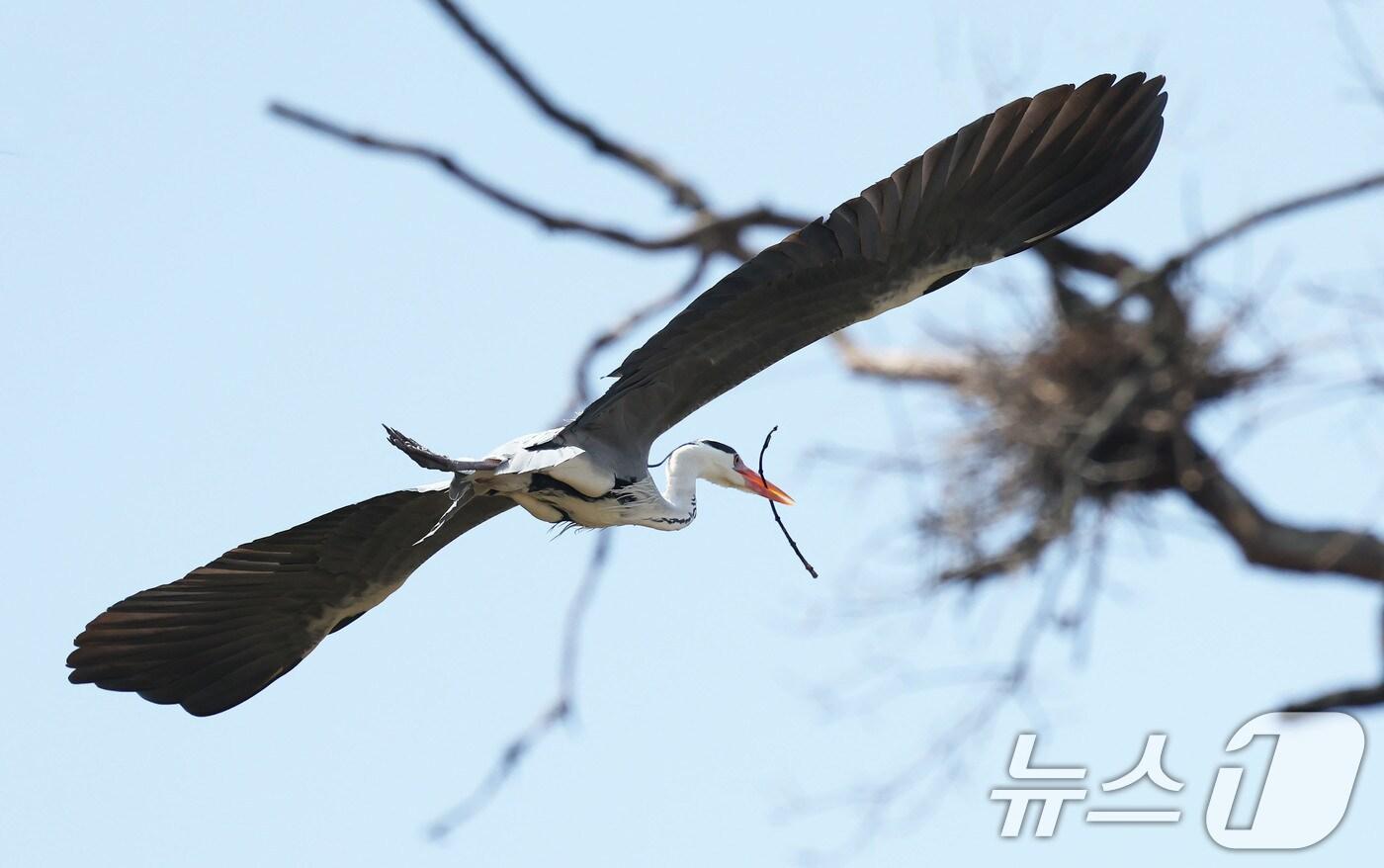 2일 따뜻해진 봄 날씨 속에 경남 함양군 왜가리 서식지에서 왜가리가 둥지를 만들기 위해 나뭇가지를 입에 물고 날아 가고 있다. (함양군 제공. 재판매 및 DB 금지) 2025.4.2/뉴스1