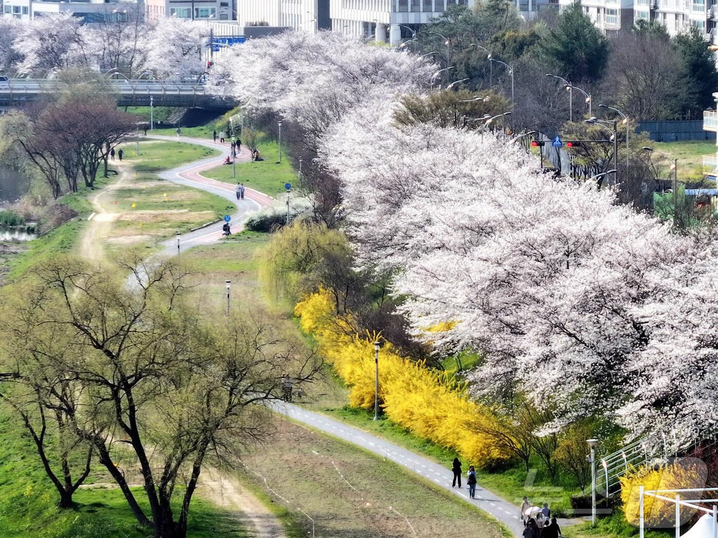 본문 이미지 - 포근한 봄 날씨가 이어지고 있는 2일 광주 광주천 일대 벚꽃이 만개해 상춘객들의 발길이 이어지고 있다.(광주 북구 제공. 재판매 및 DB 금지) 2025.4.2/뉴스1 ⓒ News1 박지현 기자