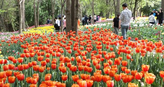 본문 이미지 - 전북자치도 전주시 한국도로공사 전주수목원을 찾은 시민들이 활짝 핀 튤립을 구경하고 있다. 2025.4.20/뉴스1 ⓒ News1 유경석 기자