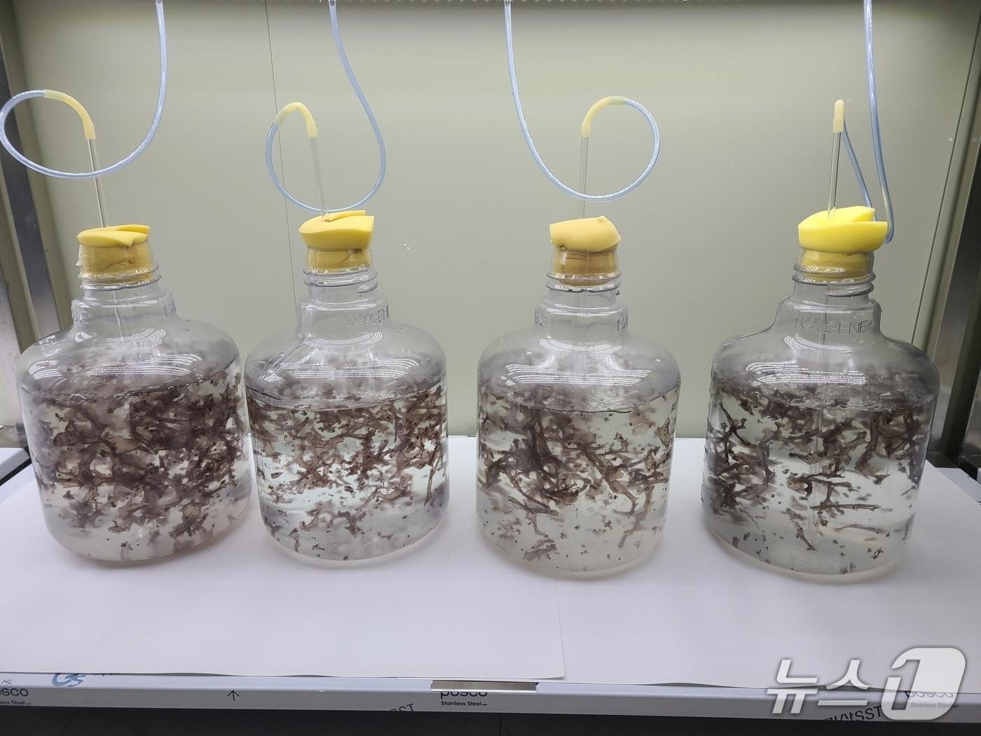 본문 이미지 - 참김 엽체 실내배양 모습.(전남도 제공. 재판매 및 DB금지) 2025.4.21/뉴스1