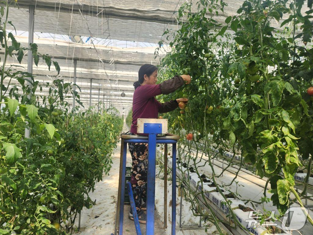 본문 이미지 - 거제 토마토 농가.(거제시 제공. 재판매 및 DB금지.)