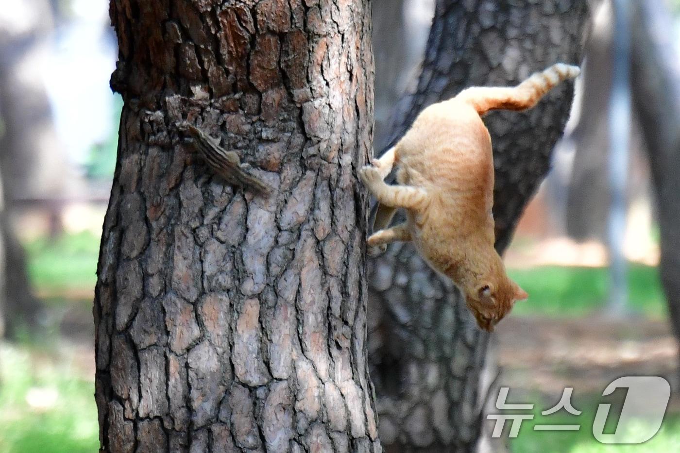 ⓒ News1 최창호 기자