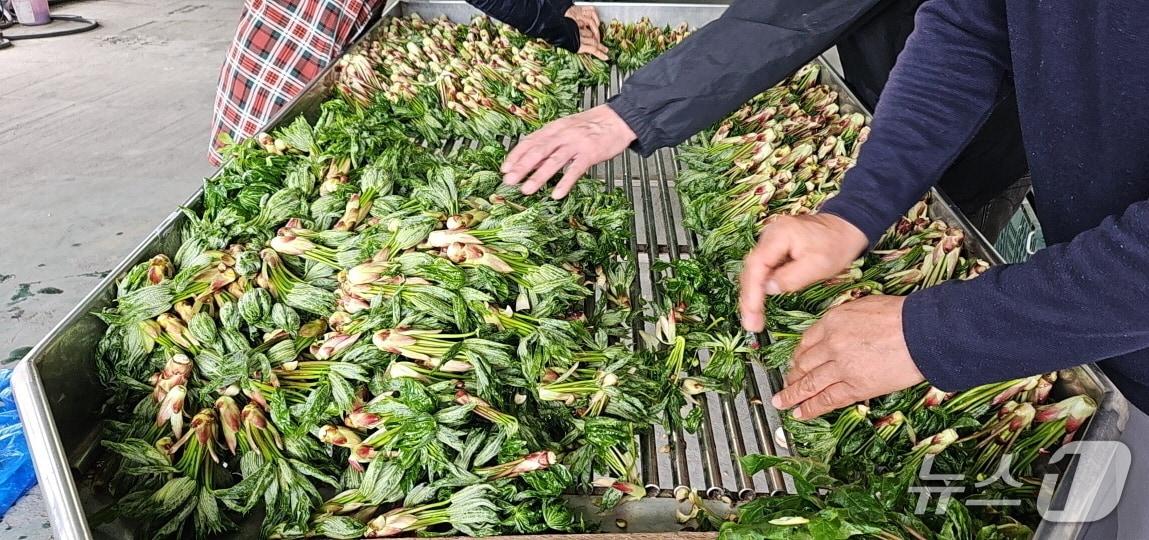 본문 이미지 - 수확한 엄나무 순 (청양군 제공. 재판매 및 DB금지) /뉴스1