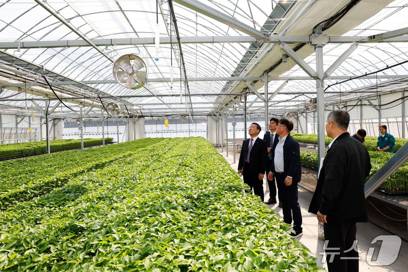 단양군이 자체 생산한 우량 고추묘.(단양군 제공)/뉴스1 