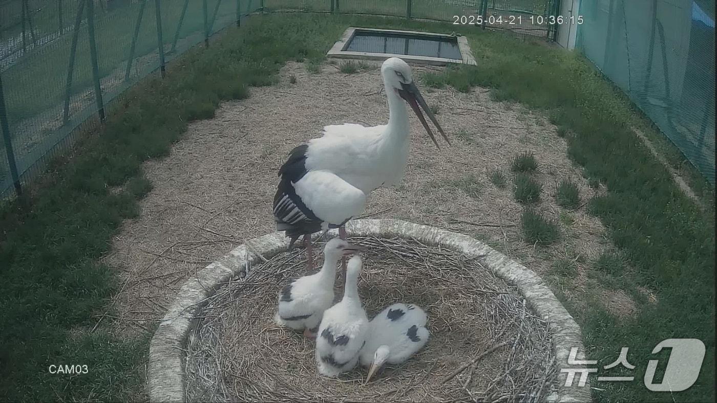 지난달 28일 김해 화포천습지 봉하뜰에서 부화한 황새 3마리 모습.(김해시 제공. 재판매 및 DB금지)