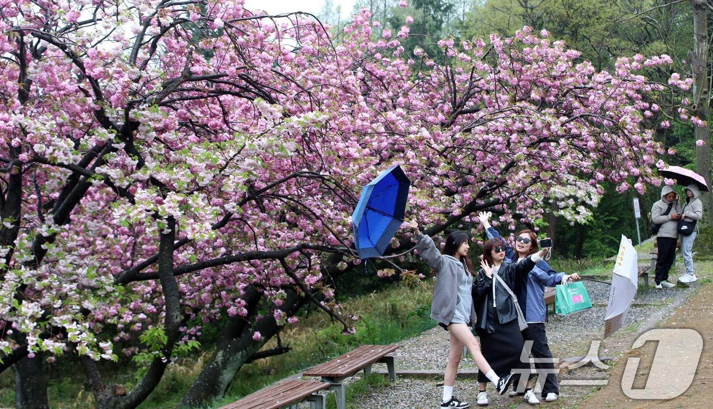 지구의 날인 22일 오후 봄비가 내리는 부산 중구 민주공원에서 우산을 쓴 외국인 관광객들이 활짝 핀 겹벚꽃을 감상하며 사진을 찍고 있다. 2025.4.22/뉴스1 ⓒ News1 윤일지 기자
