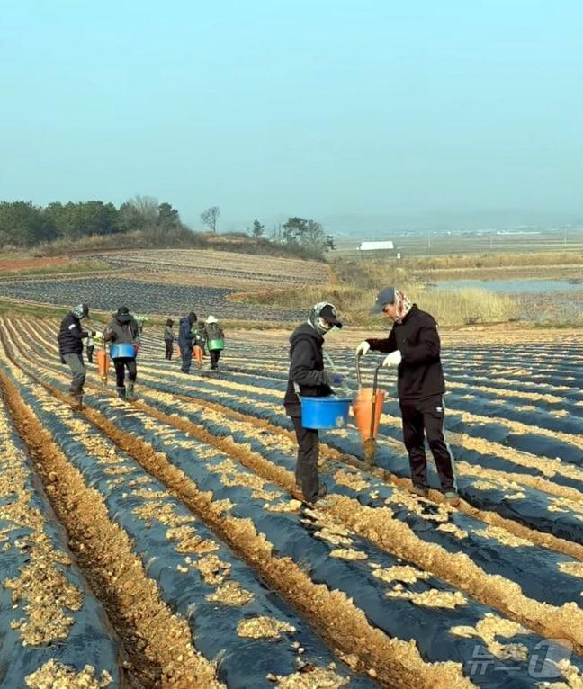 본문 이미지 - 감자 파종작업하는 외국인 노동자들. ⓒ News1