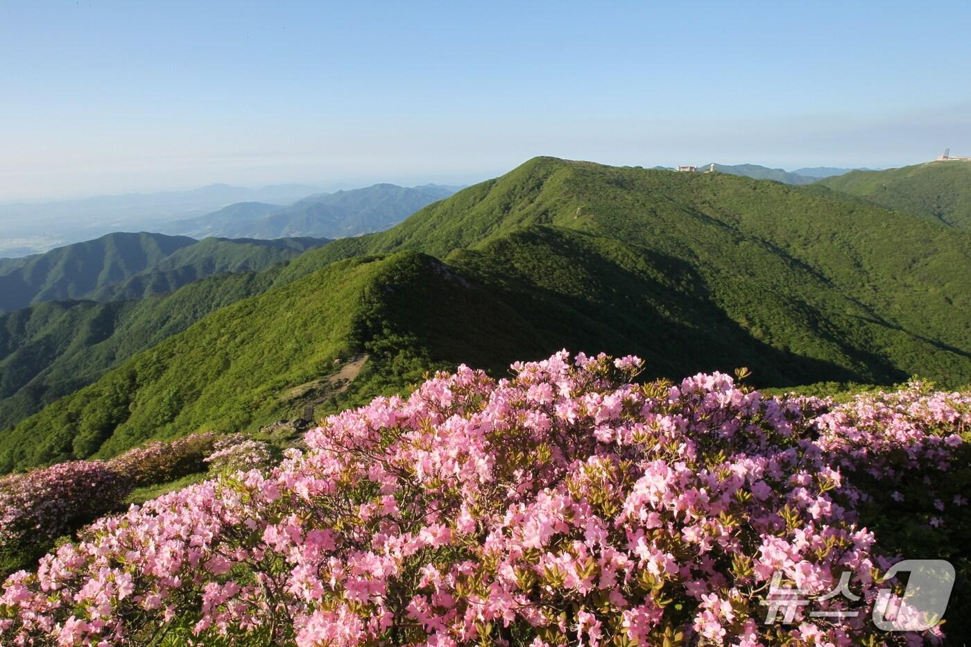 단양소백산 철쭉제./뉴스1 
