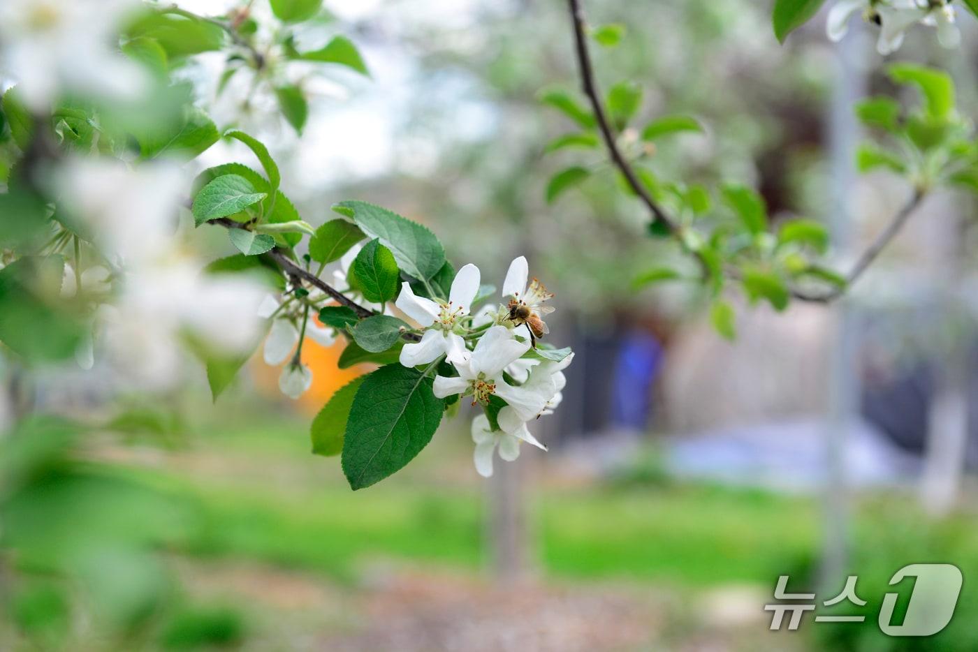 23일 경북 의성군 단촌면에 있는 한 사과농장. 벌꿀이 꽃가루받이를 하고 있다.2025.4.23/뉴스1 ⓒ News1 이성덕 기자