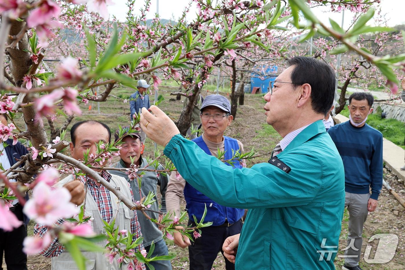 송인헌 괴산군수가 지난 23일 이상저온 피해를 본 농가를 찾아 피해 상황을 점검하고 있다.(괴산군 제공)/뉴스1