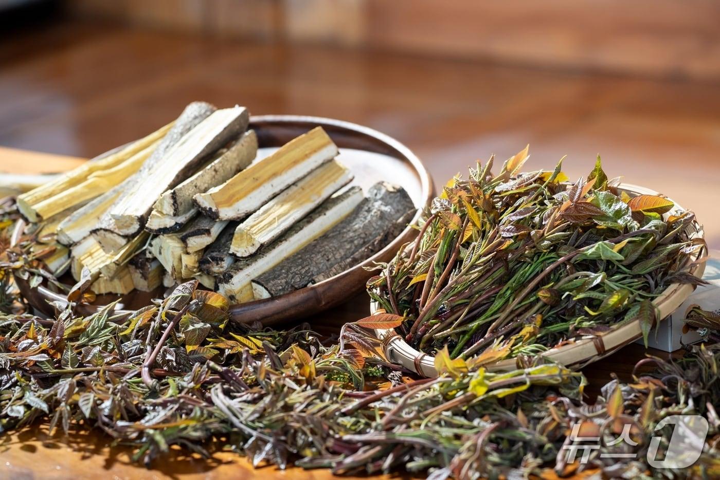 본문 이미지 - 옥천 참옻순과 옻나무 (옥천군 제공. 재판매 및 DB금지) /뉴스1 