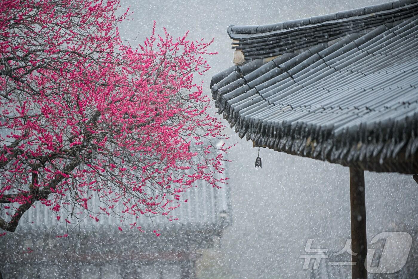 홍매화_전문사진 대상&#40;총무원장상&#41; _서재민 씨 작품 &#39;홍백의 만남&#39; &#40;화엄사 제공. 재판매 및 DB 금지&#41; 2025.4.25/뉴스1 ⓒ News1 포토공용 기자