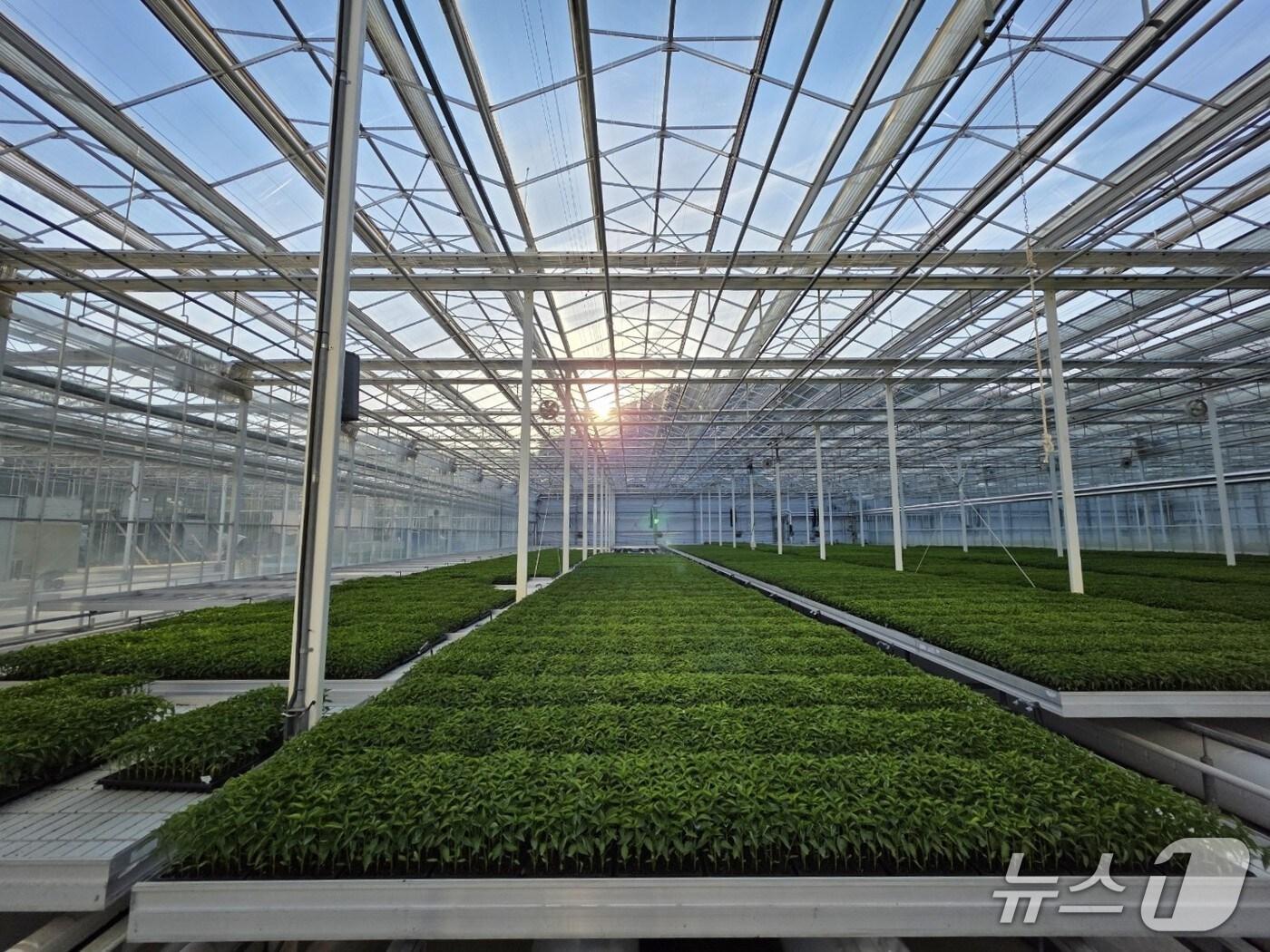 본문 이미지 - 농민들에게 지원될 고추묘목(경북도 제공. 재판매 및 DB 금지)2025.4.25/뉴스1