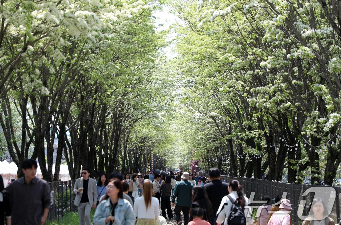 2025 전주 이팝나무 축제 개막날인 26일 전북자치도 전주시 팔복동 철길이 이팝나무 구경을 나선 시민들과 관광객들로 북적이고 있다. 2025.4.26/뉴스1 ⓒ News1 유경석 기자