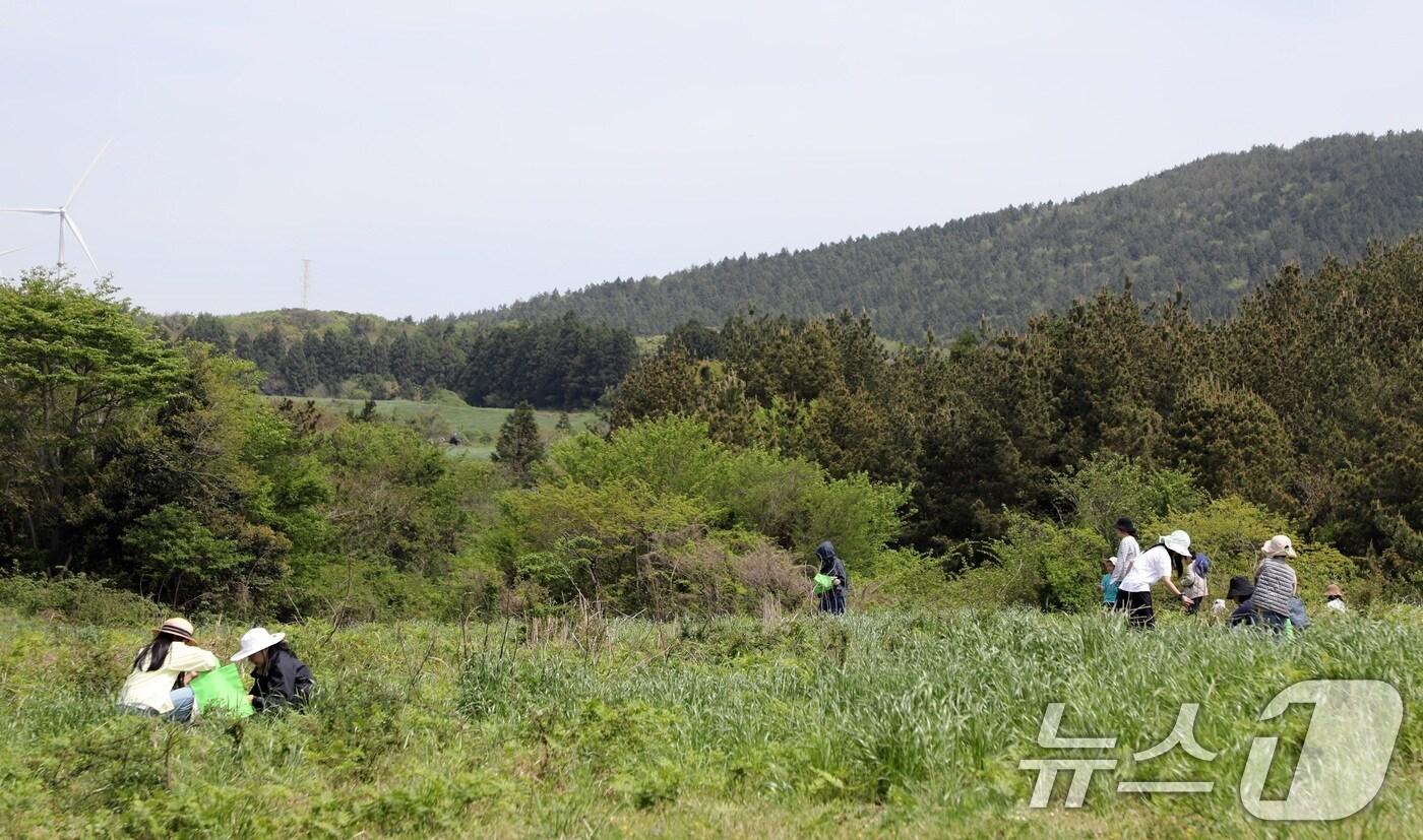 27일 오전 제주 서귀포시 남원읍 일원에서 열린 제29회 한라산 청정 고사리 축제장에서 방문객들이 고사리를 꺾으며 즐거운 시간을 보내고 있다.2025.4.27/뉴스1 ⓒ News1 고동명 기자