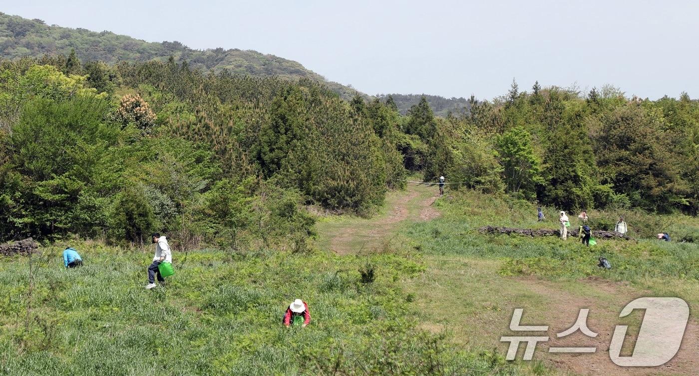 본문 이미지 - 고사리 꺾는 사람들(자료사진)/뉴스1