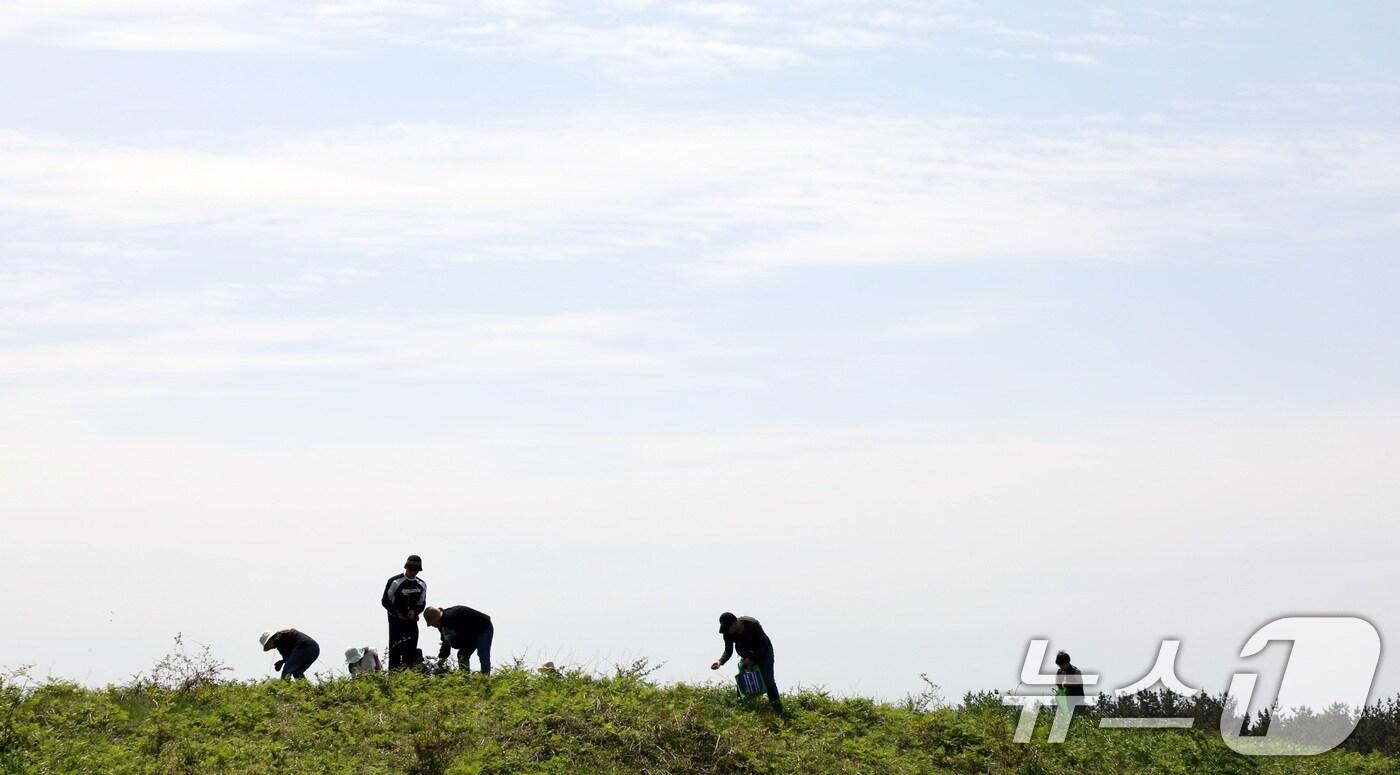 본문 이미지 - 27일 오전 제주 서귀포시 남원읍 일원에서 열린 제29회 한라산 청정 고사리 축제장에서 방문객들이 고사리를 꺾으며 즐거운 시간을 보내고 있다.2025.4.27/뉴스1 ⓒ News1 고동명 기자