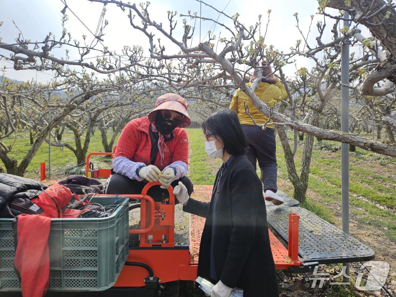 본문 이미지 - 읍시가 봄철 이상저온에 대응해 과수농가의 피해 최소화와 안정적인 열매 맺힘을 위해 현장 기술 지도와 생육 관리 지원에 나섰다.&#40;정읍시 제공, 재판매 및 DB금지&#41; 