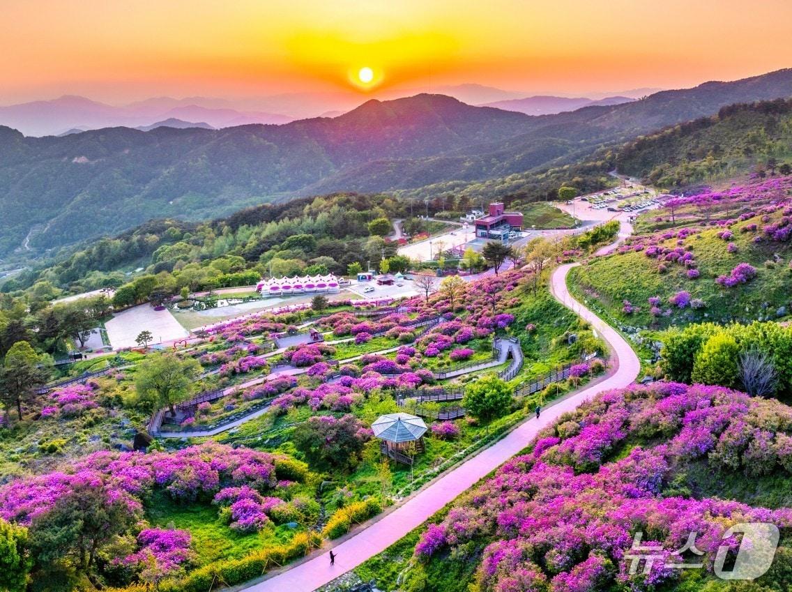 본문 이미지 - 산청 황매산 철쭉(산청군 제공. 재판매 및 DB금지).