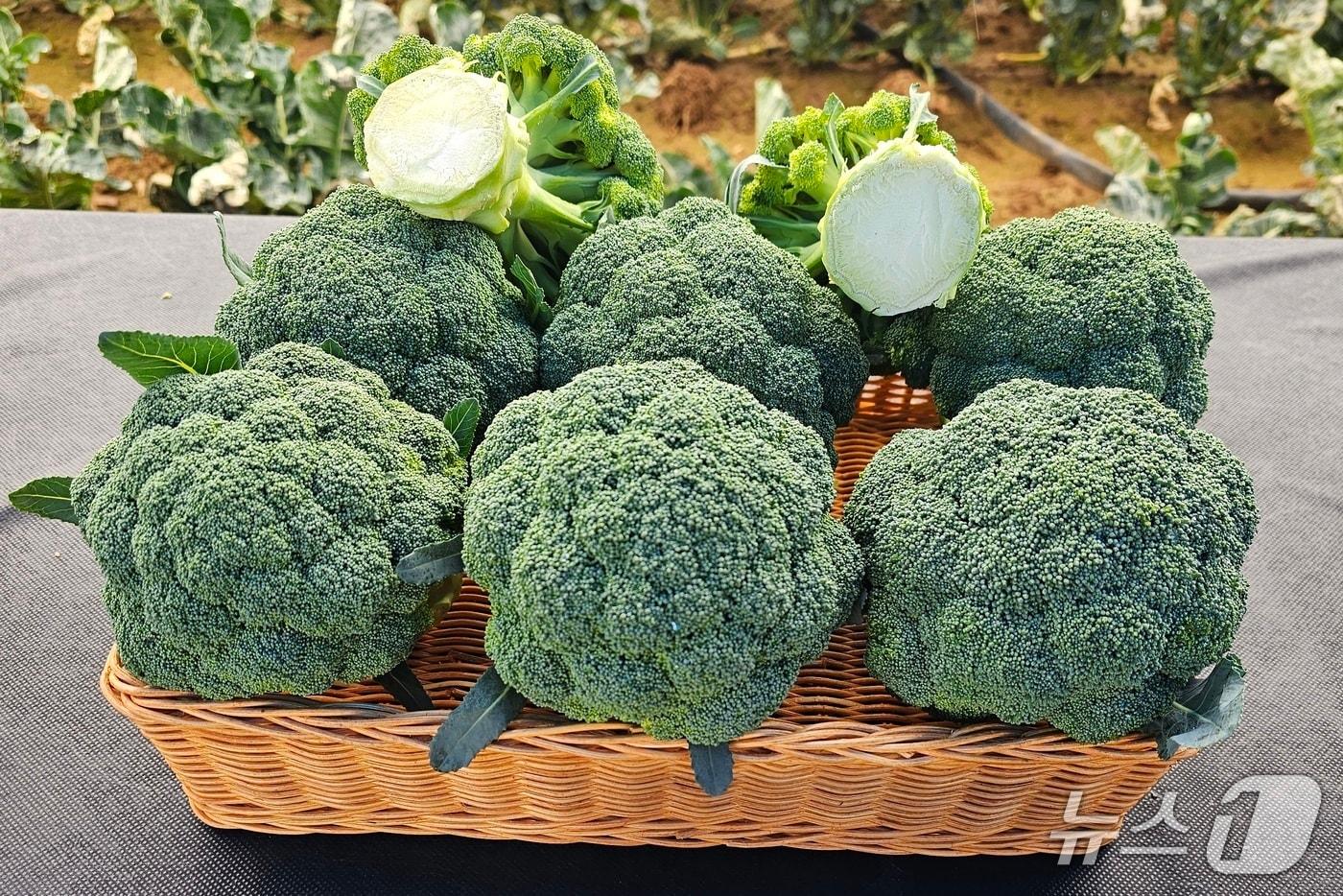 본문 이미지 -  제주산 브로콜리(제주도 제공.재판매 및 DB금지)/뉴스1