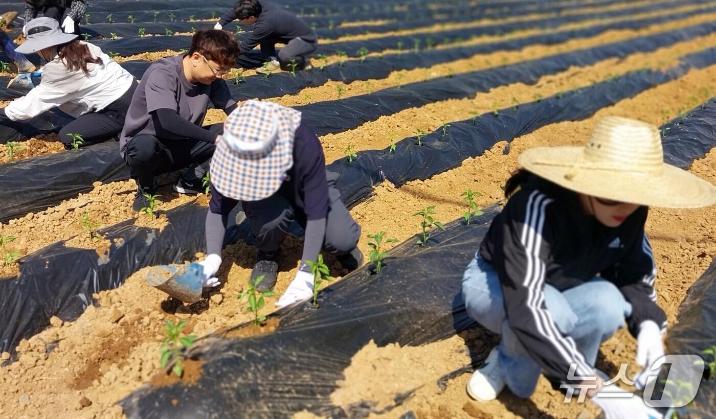 충북 괴산군 공직자들이 본격적인 농번기를 맞아 일손 부족으로 어려움을 겪는 농가를 찾아 일손을 보탰다.(괴산군 제공)/뉴스1