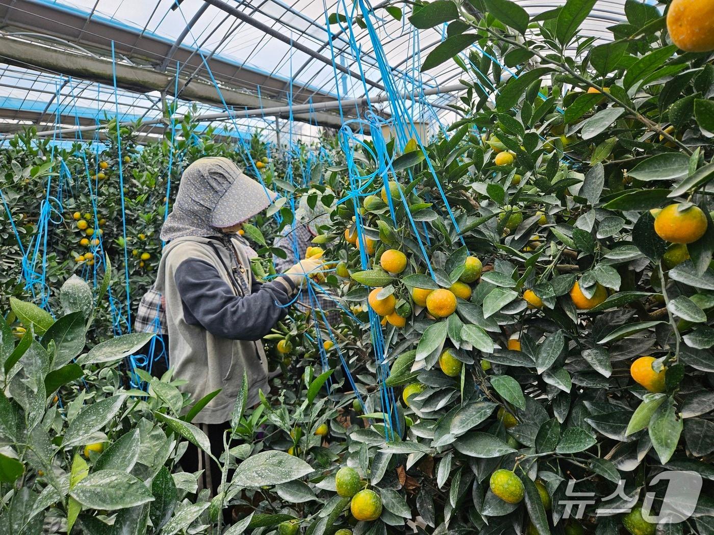 본문 이미지 -  올해산 하우스감귤이 첫 출하된 남원읍 신흥리 과원(제주도 제공. 재판매 및 DB금지)/뉴스1
