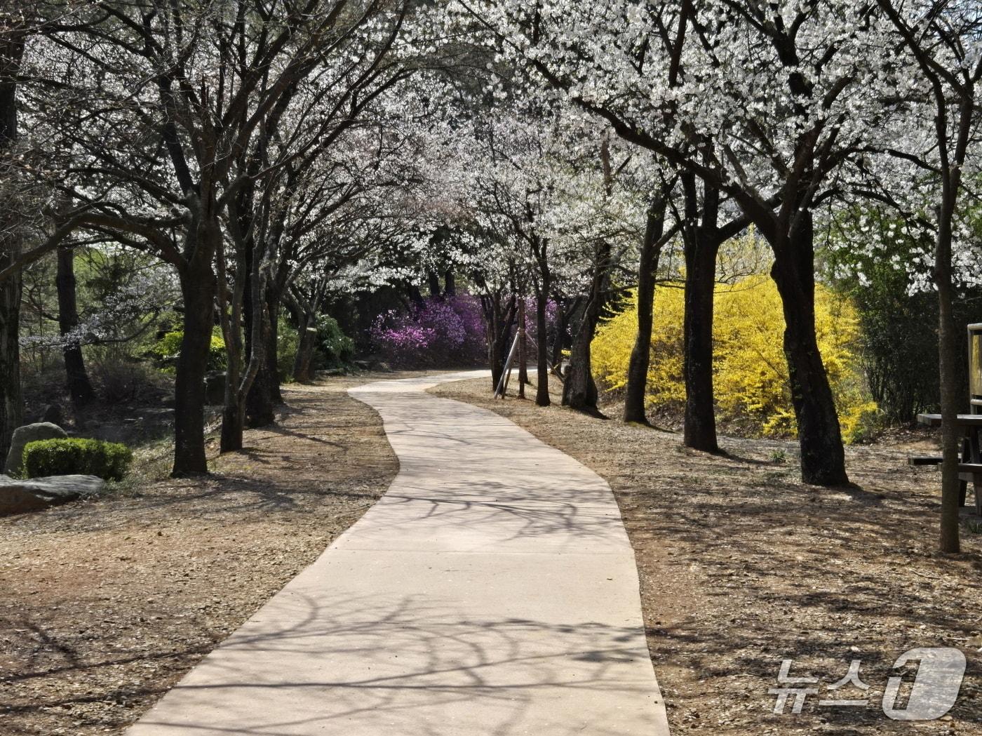 본문 이미지 - 전북 익산시가 원광대학교부터 원광대학교병원까지 4.1㎞ 구간에 조성한 무장애나눔길.(익산시 제공. 재판매 및 DB금지)