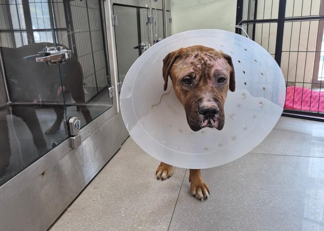 본문 이미지 - 국제동물보호단체 '휴메인 월드 포 애니멀즈'는 최근 경북 안동 산불 현장에서 구조된 개 7마리를 미국으로 이송해 새 삶을 선물할 예정이다(휴메인 월드 포 애니멀즈 제공). ⓒ 뉴스1