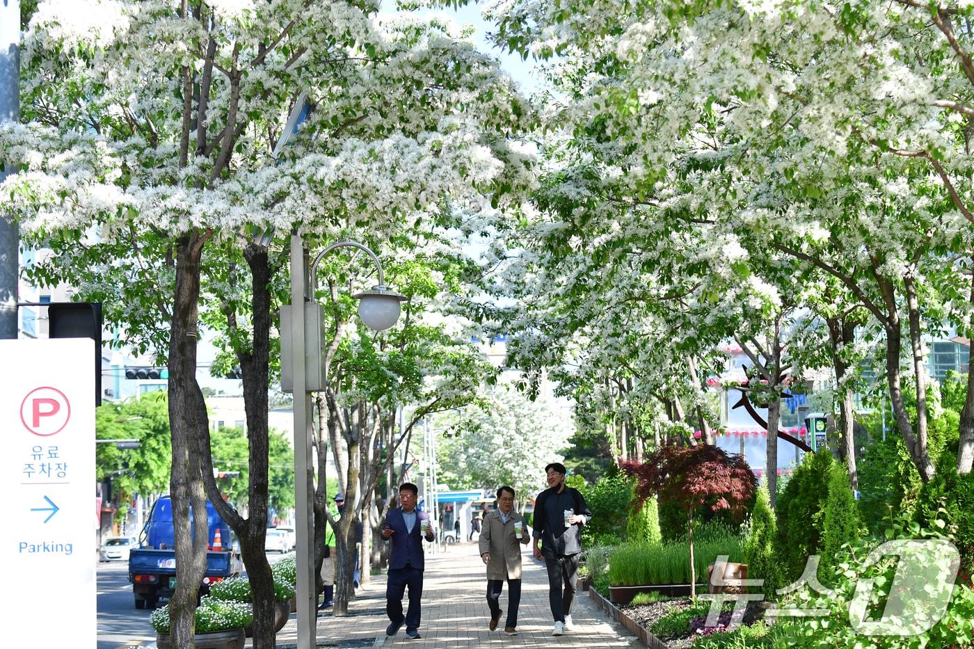 본문 이미지 - 29일 오전 경북 포항시청 앞 이팝나무길을 따라 시민들이 걷고 있다. 2025.4.29/뉴스1 ⓒ News1 최창호 기자