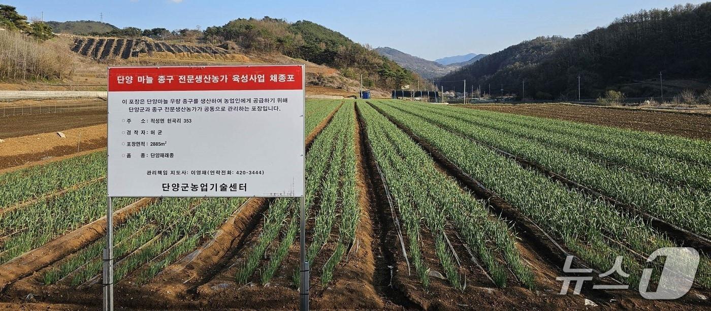 단양 마늘종구 전문생산농가 육성사업 체종포.(단양군 제공)/뉴스1 