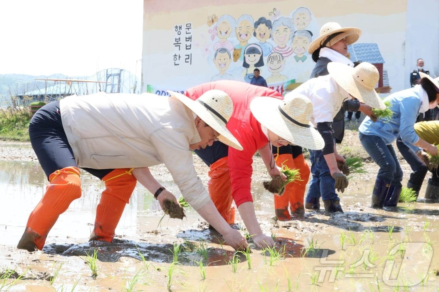 29일 송인헌 충북괴산군수 등이 문광면 문법리 이인모 씨의 논에서 올해 풍년을 기원하는 친환경 벼 첫 모내기를 하고 있다.(괴산군 제공, 재판매 및 DB금지).2025.04.29./뉴스1