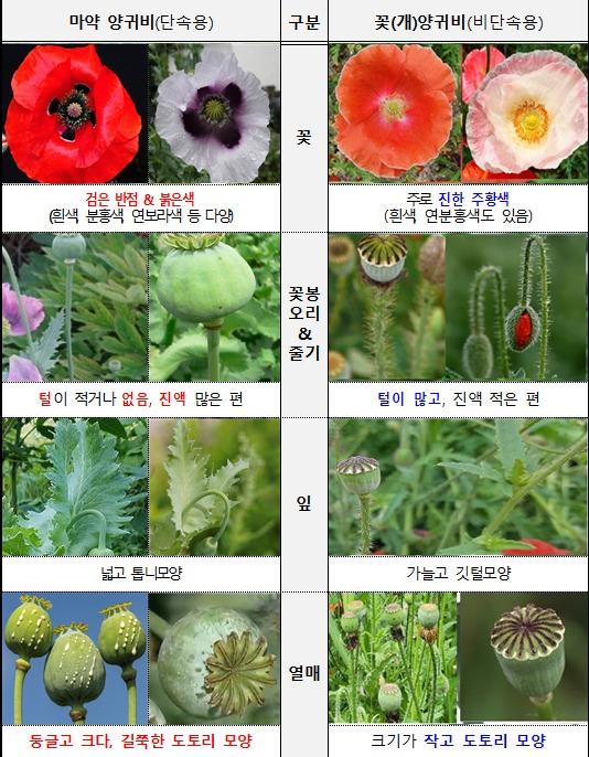 본문 이미지 -  제주시 서부보건소는 5월부터 7월까지 양귀비 밀경작에 대한 특별단속을 실시한다고 29일 밝혔다. 마약용과 관상용 구분법.(제주시 서부보건소 제공. 재판매 및 DB 금지)/뉴스1