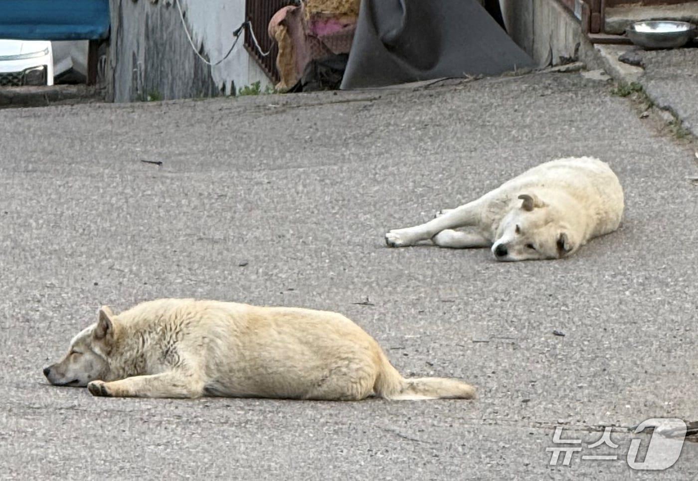 남양주 재개발 지역에 방치된 개들(동물구조119 제공) ⓒ 뉴스1