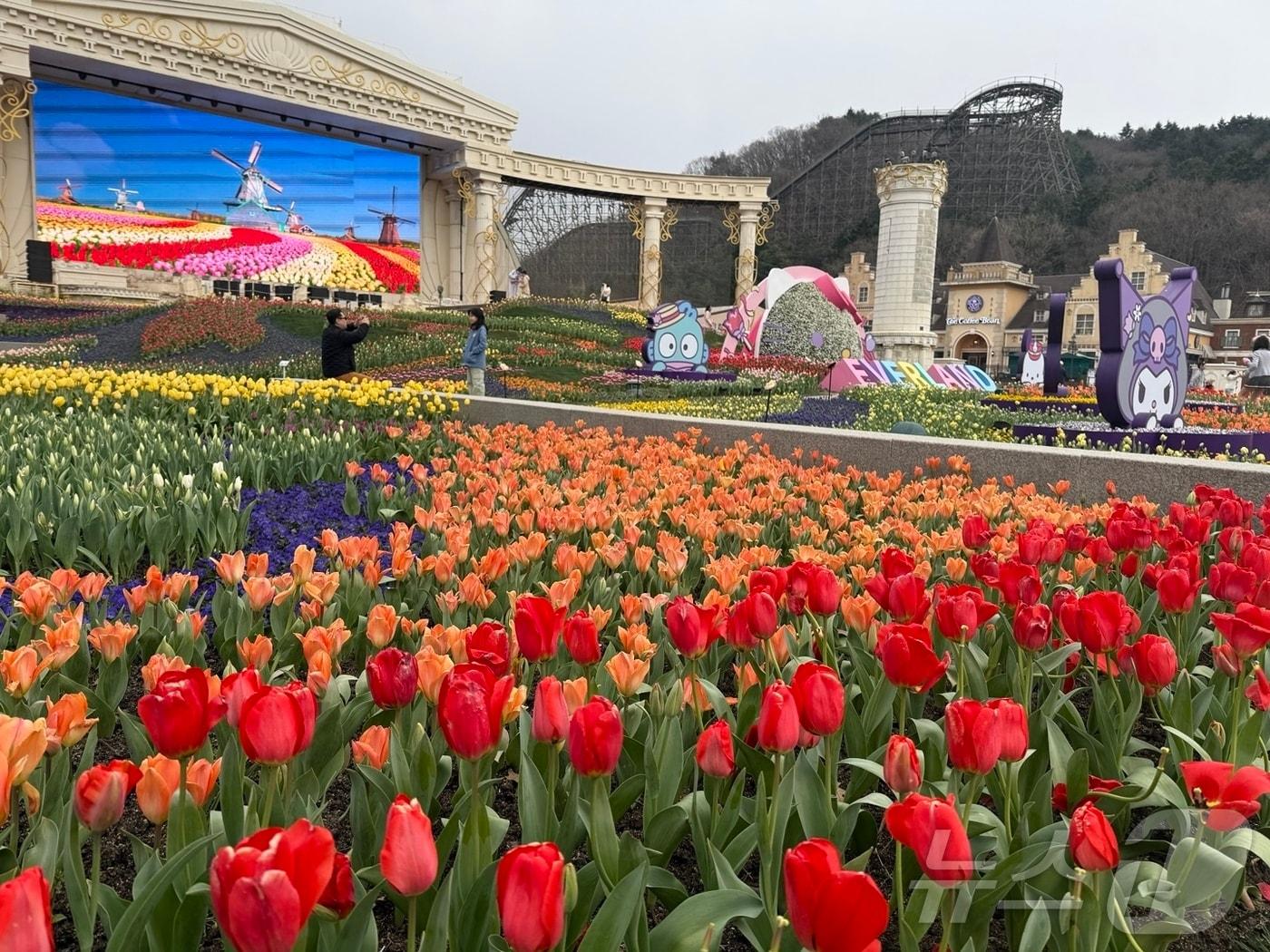 본문 이미지 - 튤립축제가 열린 에버랜드 &#39;포시즌스가든&#39;에 튤립들이 심어져 있다. ⓒ 뉴스1 김형준 기자