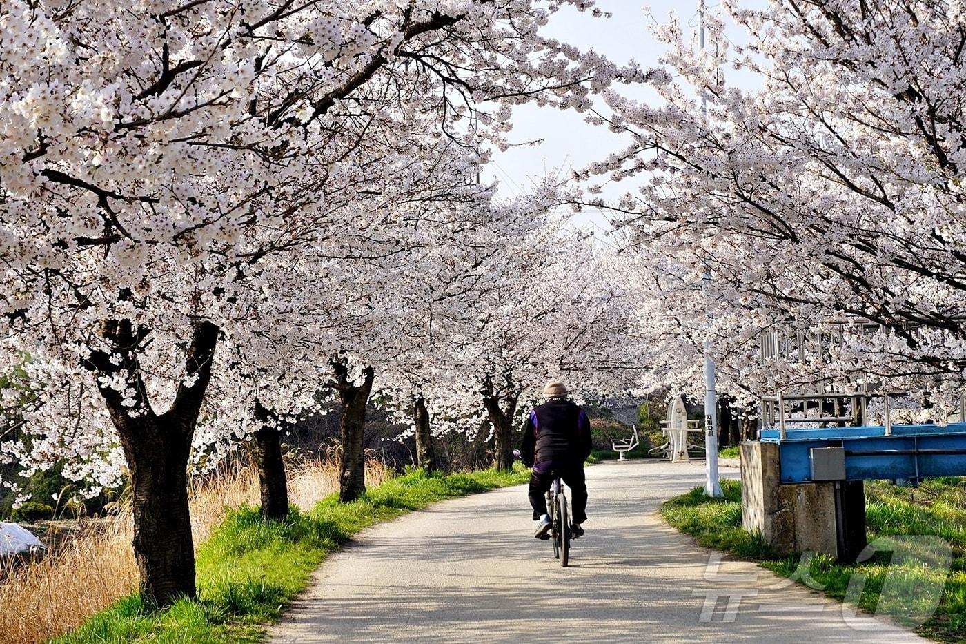  3일 충북 음성군이 봄을 만끽할 수 있는 벚꽃 명소 3곳을 추천했다.(음성군 제공. 재판매 및 DB금지)/뉴스1