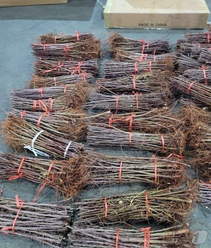 본문 이미지 - 적발된 중국산 사과나무(관세청 인천본부세관 제공.재판매 및 DB금지)