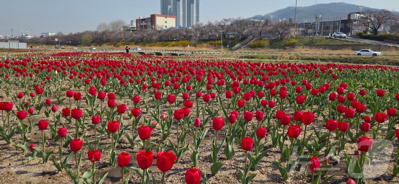 청주시 무심천 튤립 정원. (시 제공. 재판매 및 DB금지)