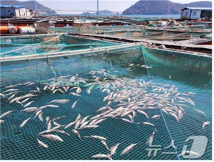 본문 이미지 - 전남의 한 가두리 양식장에서 저수온으로 폐사한 물고기가 떠올라 있다.&#40;여수시 제공. 재판매 및 DB 금지&#41; /뉴스1