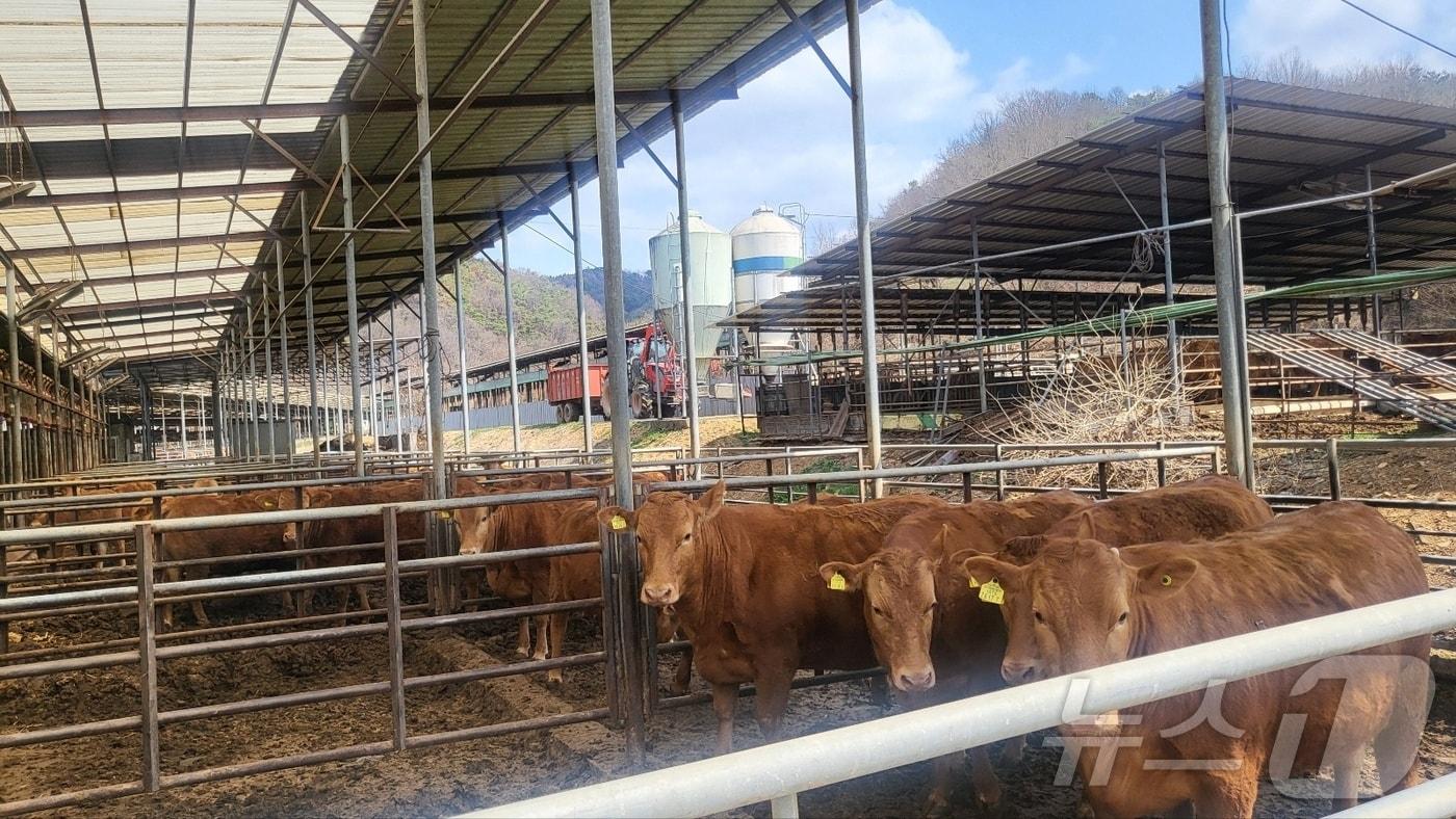 권세호씨(37)가 운영하고 있는 축산농장. 2025.4.3/뉴스1 ⓒ News1 이성덕 기자