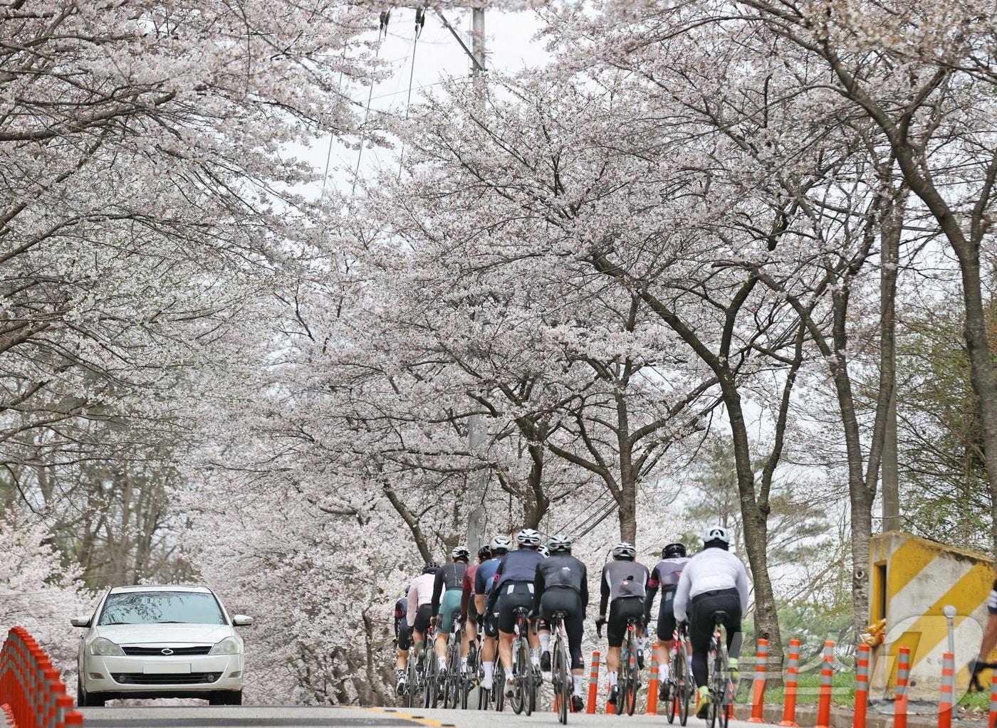 본문 이미지 - 오는 5일 ‘2025년 임실 방문의 해’ 첫 번째 축제인 옥정호 벚꽃축제가 열린다.(임실군제공. 재판매 및 DB금지)2025.4.3/뉴스1