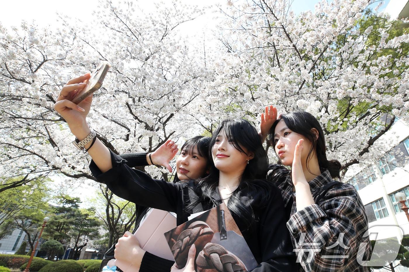 캠퍼스에 벚꽃이 절정을 이루고 있다. 3일 오후 대구 남구 영남이공대에서 학생들이 활짝 핀 벚꽃 아래에서 사진을 찍으며 추억을 남기고 있다. 2025.4.3/뉴스1 ⓒ News1 공정식 기자